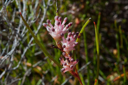 Image of Serruria flagellifolia Salisb. ex Knight