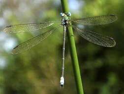 Imagem de Lestes virgatus (Burmeister 1839)