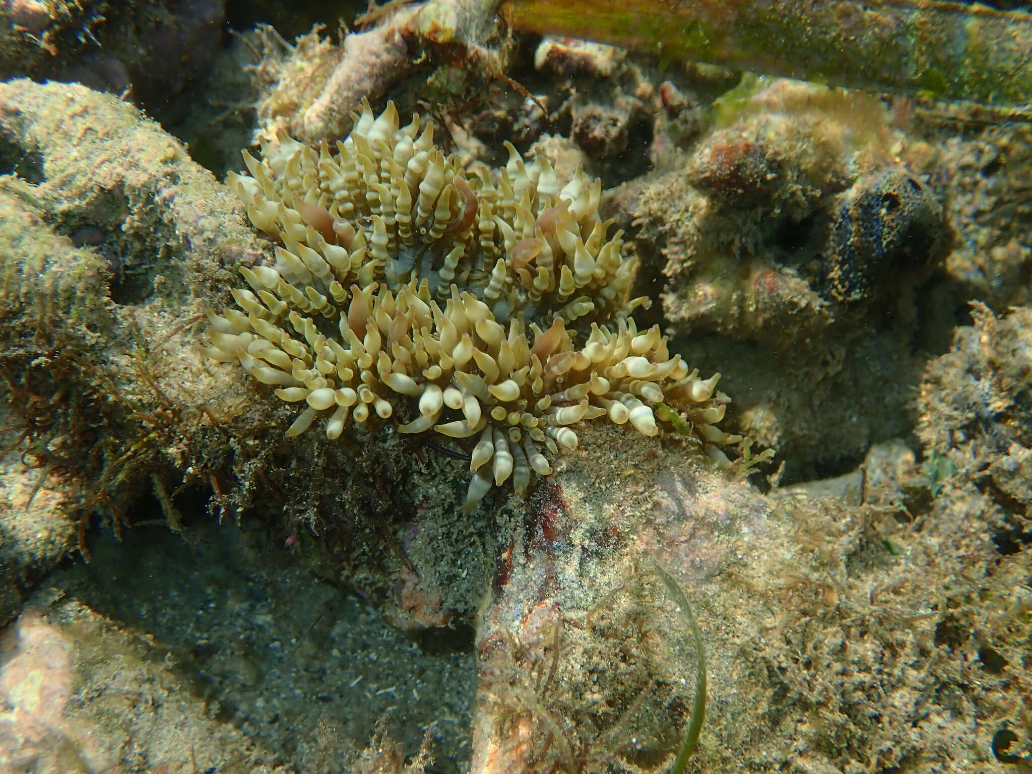 Image of Adhesive sea anemone