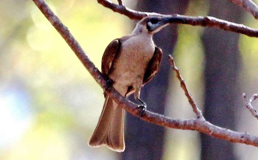 Image of Little Friarbird