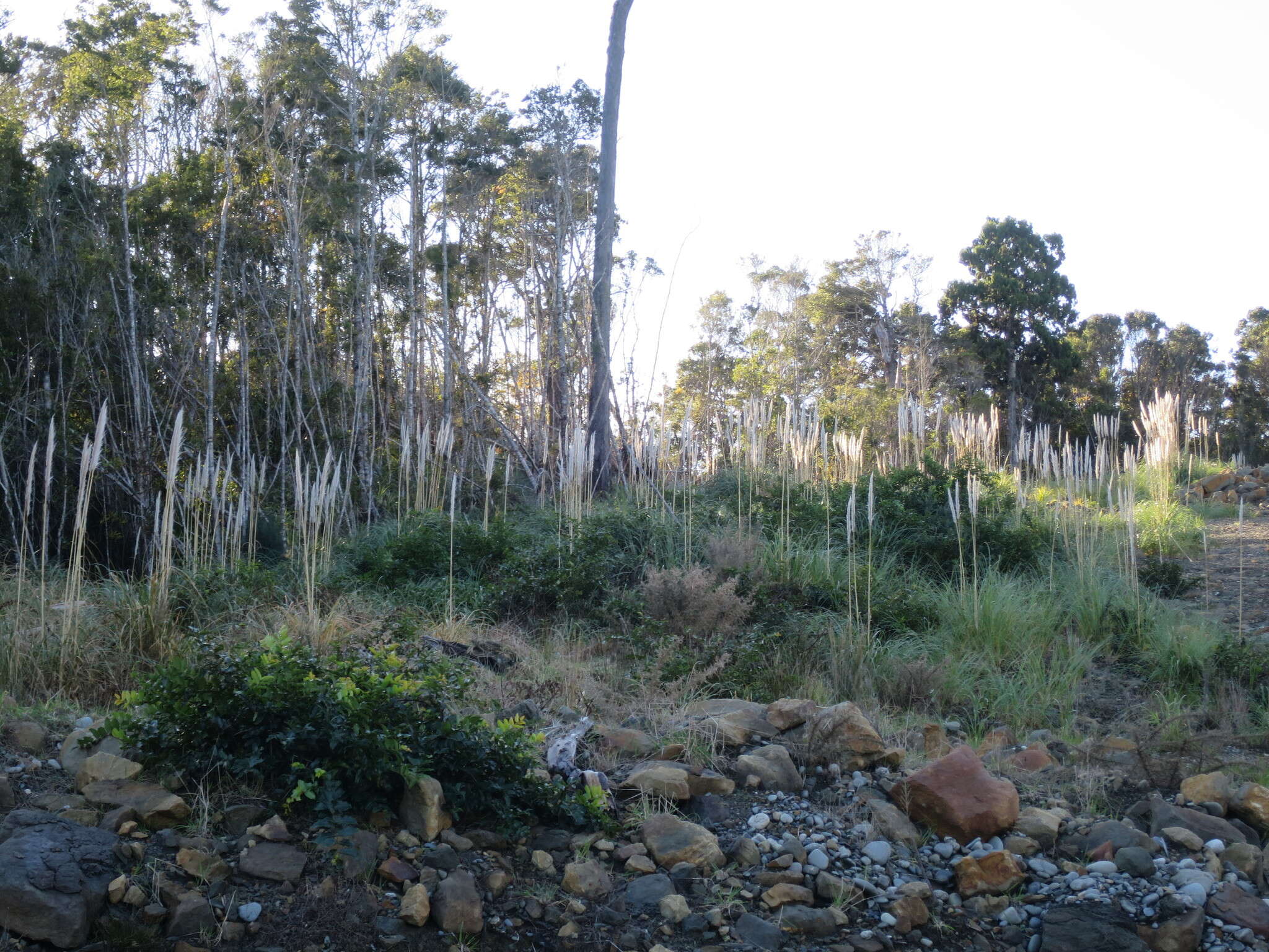 Plancia ëd Cortaderia selloana (Schult. & Schult. fil.) Asch. & Graebn.