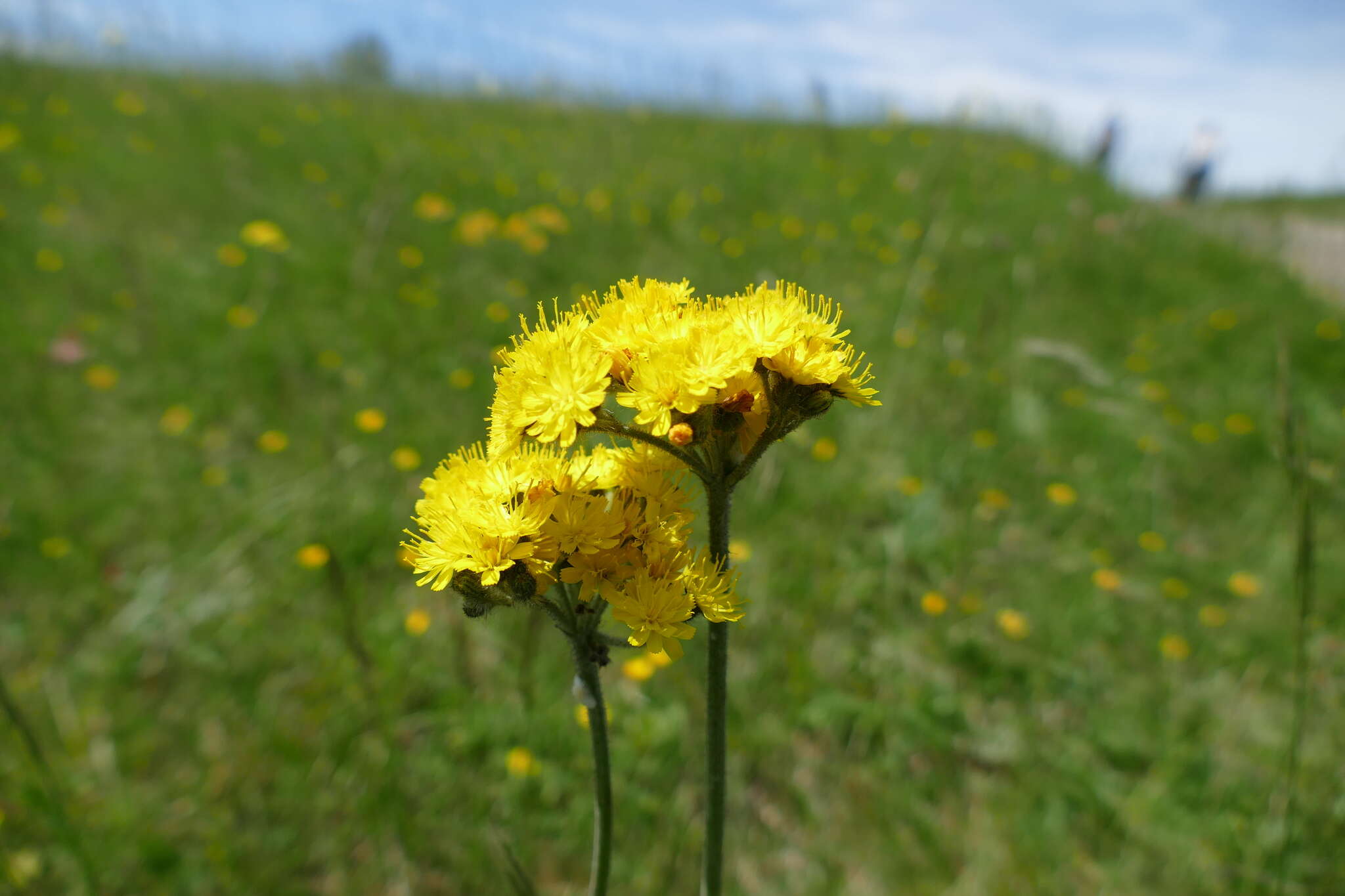 Image of Pilosella cymosa (L.) Sch. Bip., F. W. Schultz & Sch. Bip.