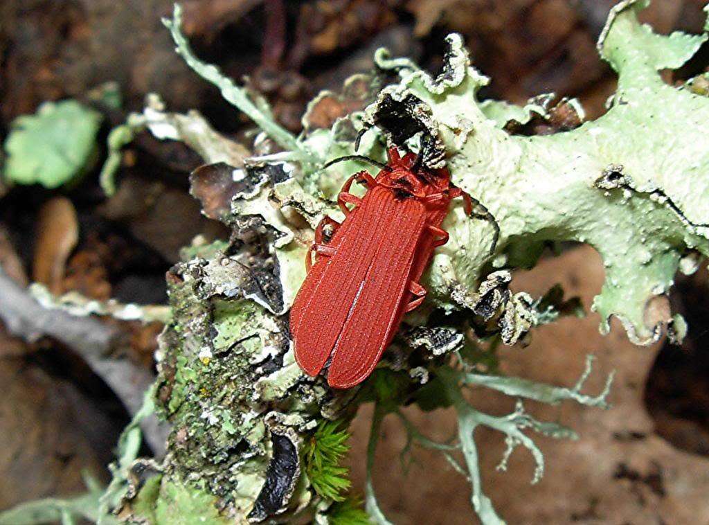 Image of Dictyoptera simplicipes Mannerheim 1843