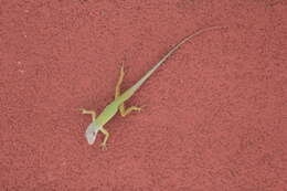 Image of Saint Vincent's Bush Anole