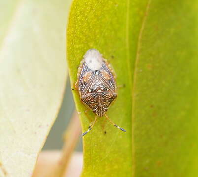 Image of <i>Anischys luteovarius</i>