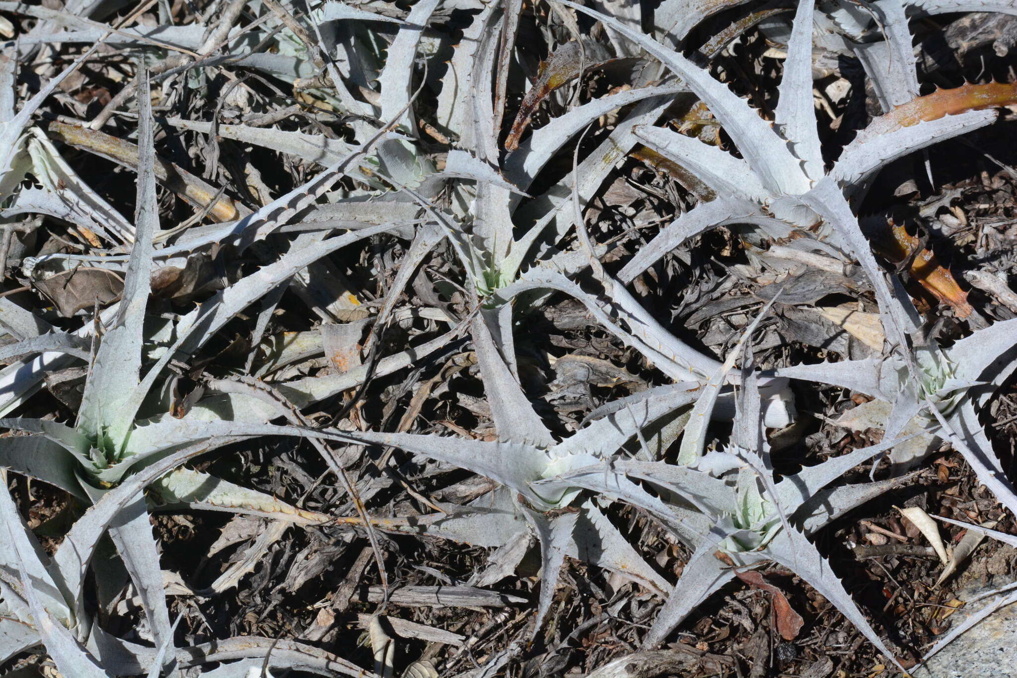 Image of Orthophytum jabrense Baracho & J. A. Siqueira