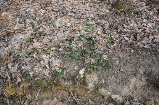 Image de Ruscus hypoglossum L.