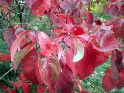 Image of Chinese dogwood