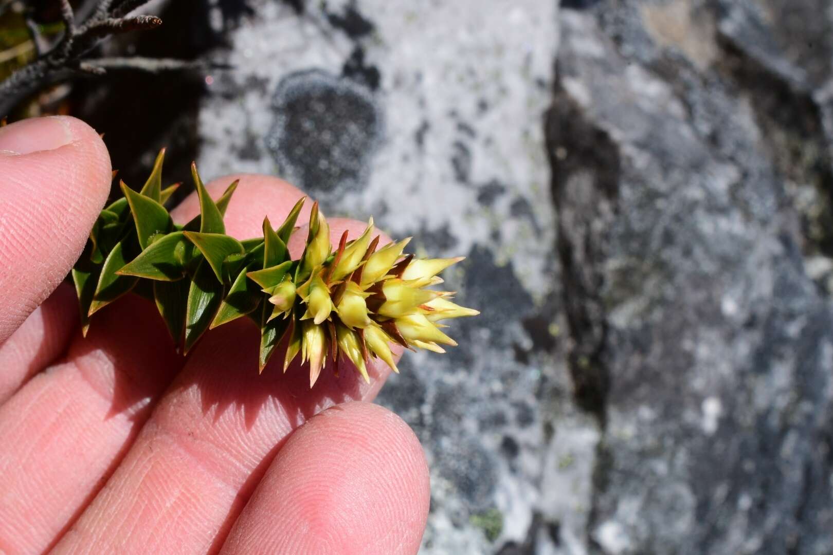 Image of Richea sprengelioides (R. Br.) F. Muell.