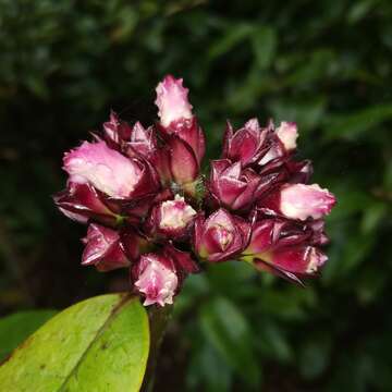 Image de Strophanthus gratus (Wall. & Hook.) Baill.