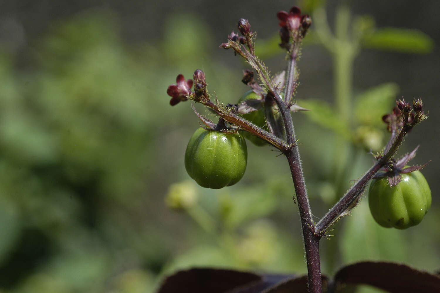 Image of bellyache bush