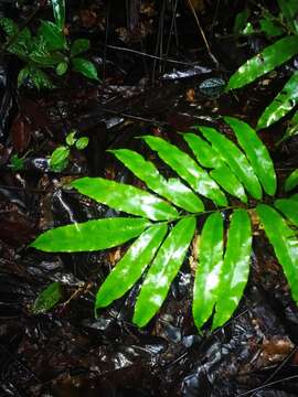 Image of Metaxya scalaris Tuomisto & Cardenas