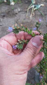 Image of violet-vein viper's bugloss