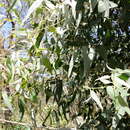 Слика од Eucalyptus cephalocarpa Blakely