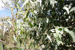 Image of Eucalyptus cephalocarpa Blakely