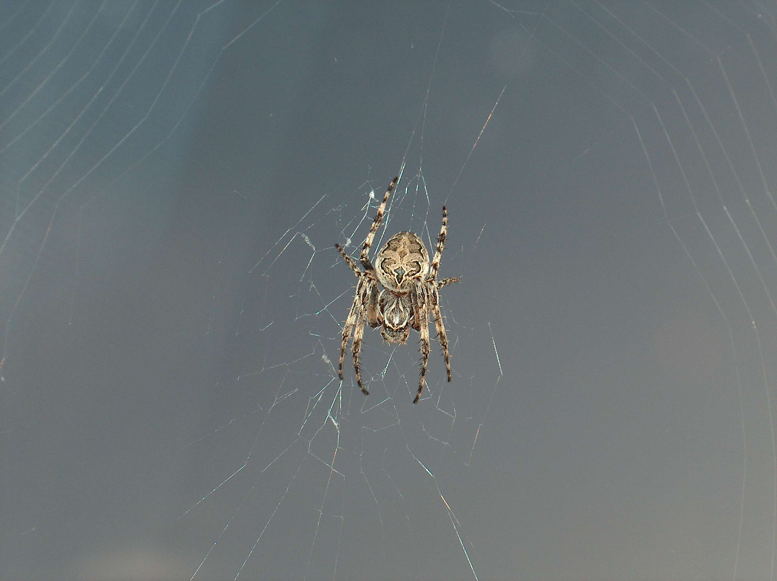 Image of Gray Cross Spider