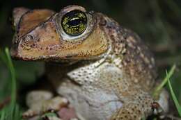 Image of Cuban spotted toad