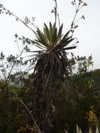 Image of Espeletia grandiflora Humb. & Bonpl.