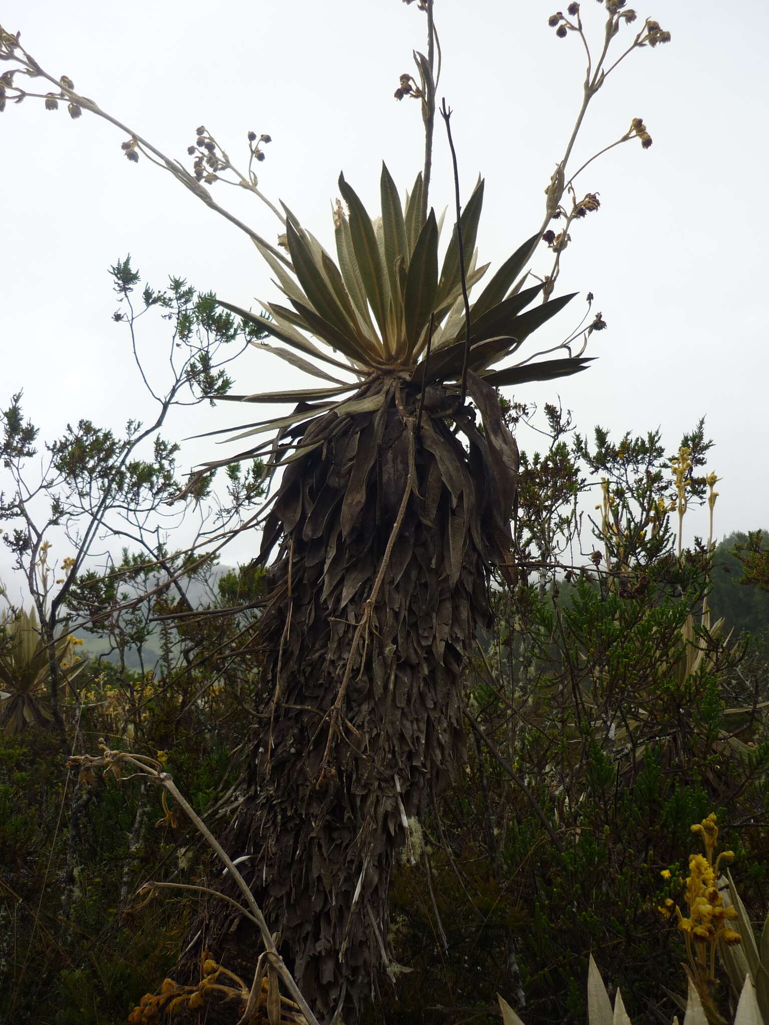 Image of Espeletia grandiflora Humb. & Bonpl.