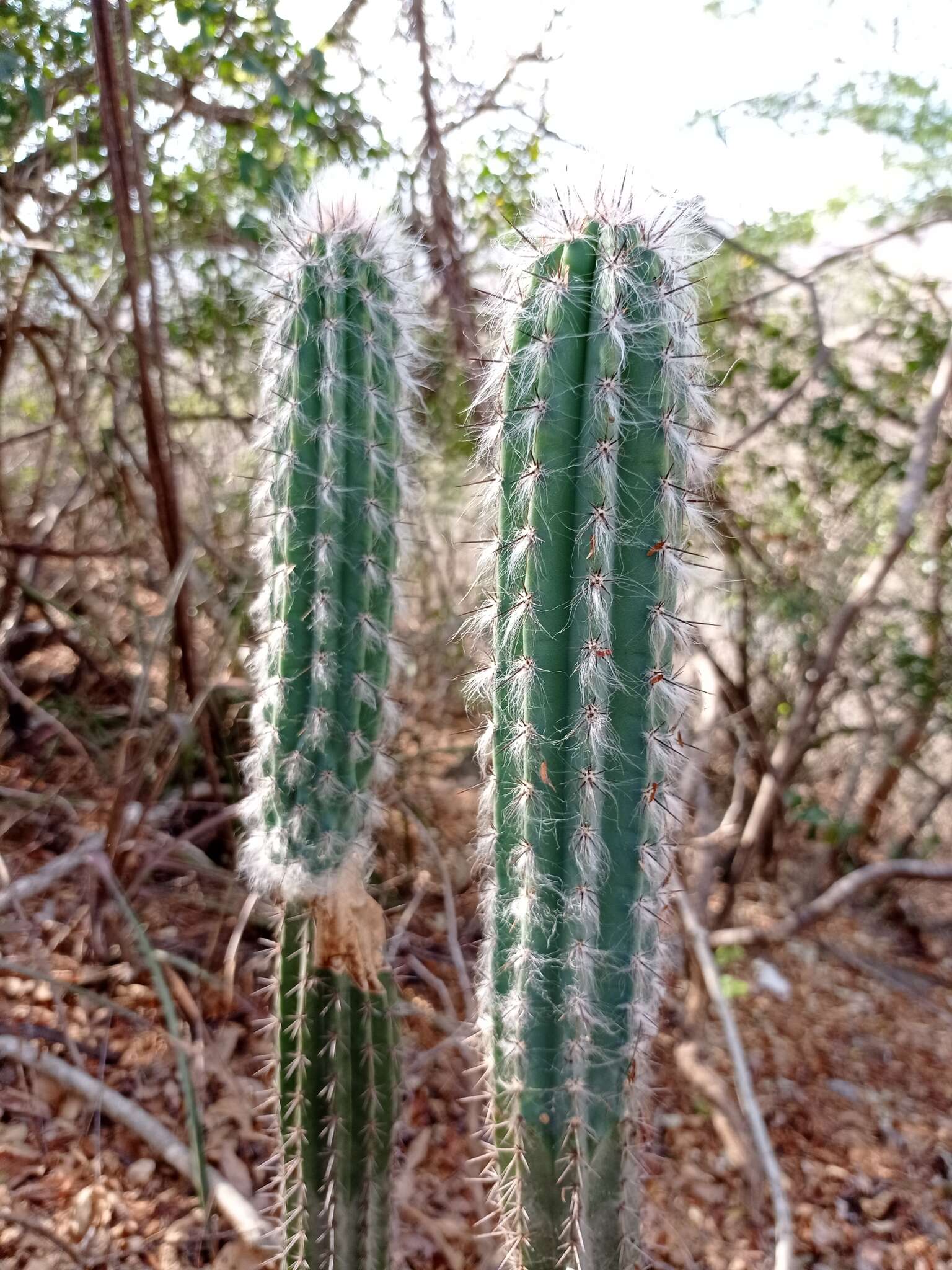 Pilosocereus quadricentralis (E. Y. Dawson) Backeb. resmi