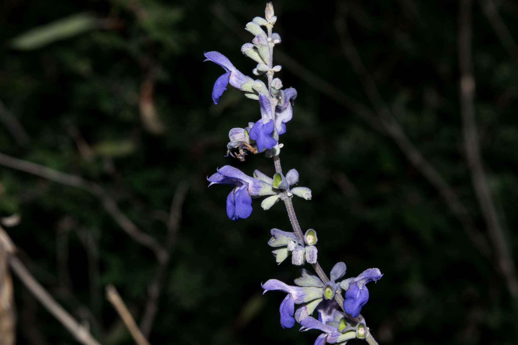 Image of Salvia pruinosa Fernald