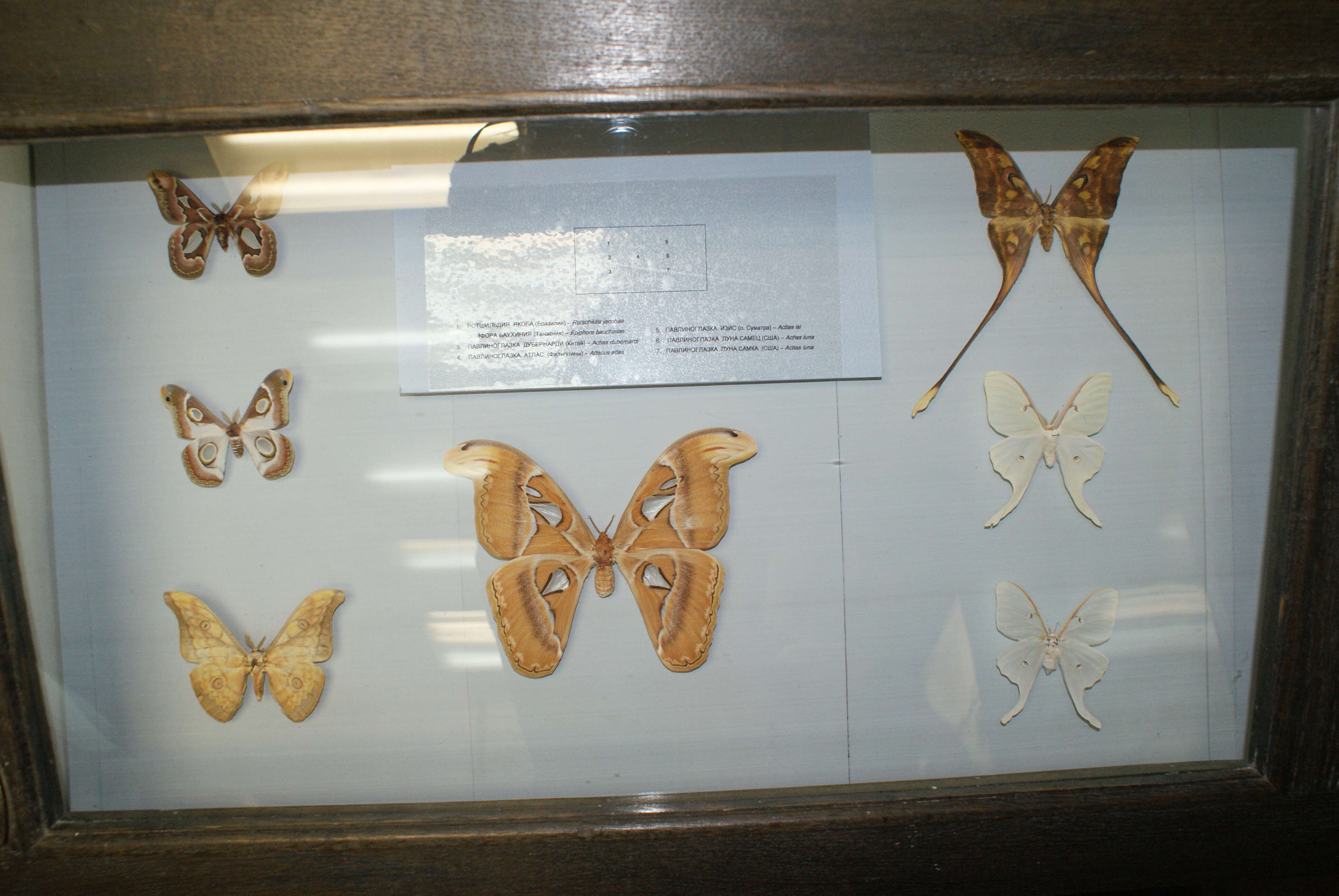 Image of Rothchild's Atlas Moth