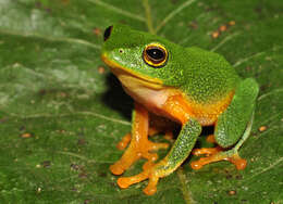 Image of Bob Inger's bush frog