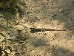 Image of Common Spotted Whiptail