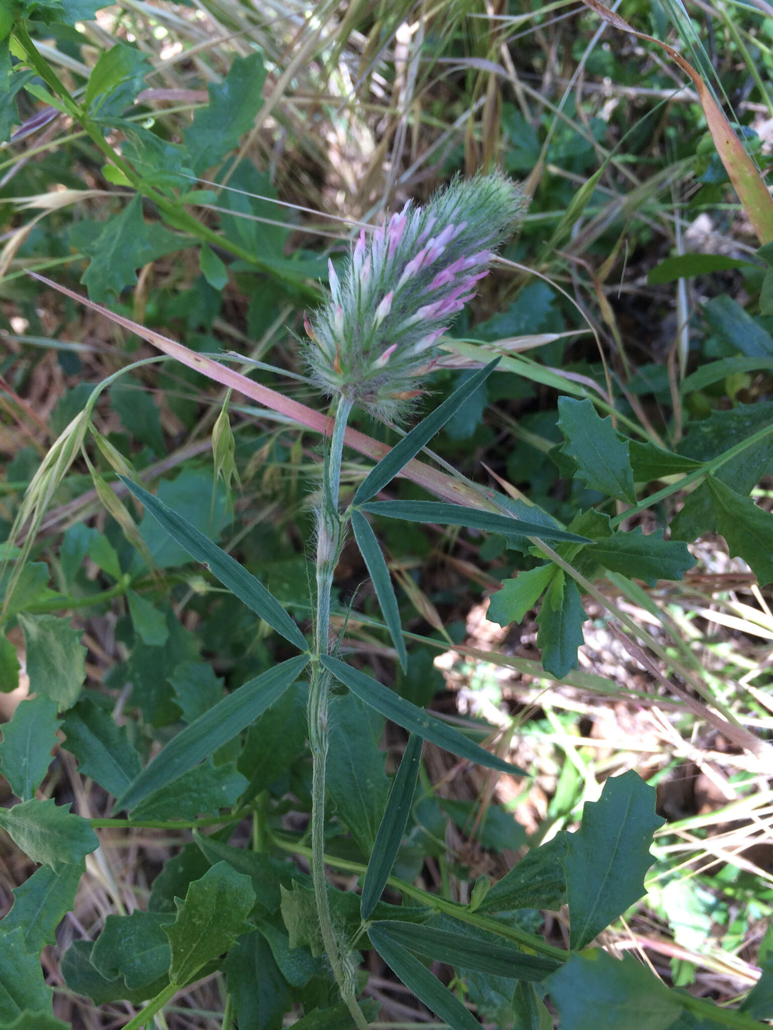 Image of Narrow Clover