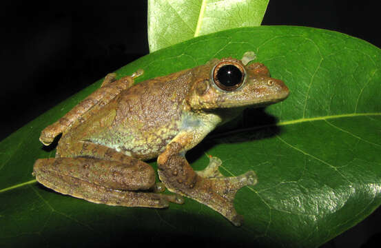 Image of Kalakkad tree frog