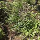 Image of forest sawsedge