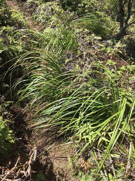 Image of forest sawsedge