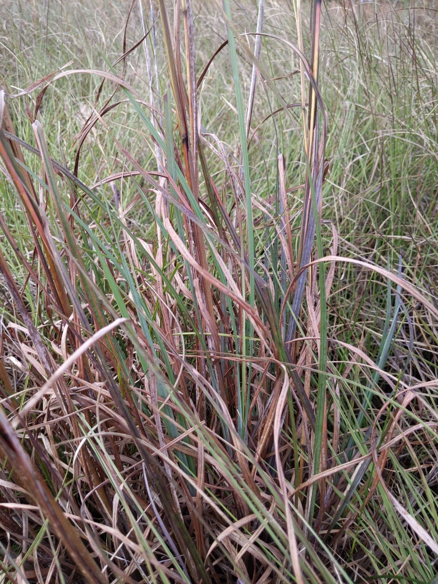 Andropogon cretaceus的圖片