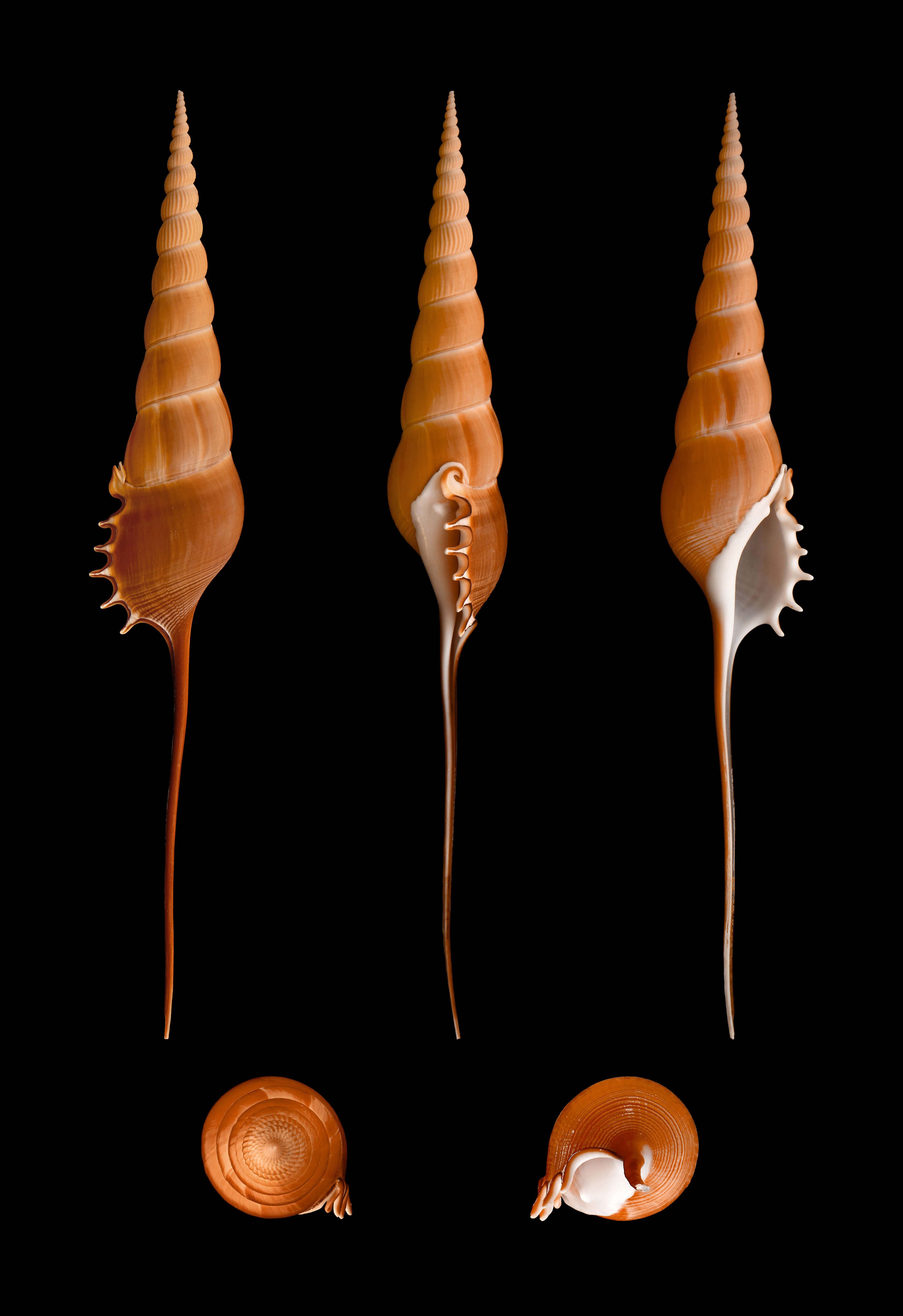 Tibia fusus (Linnaeus 1758) resmi