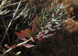 Image de Reaumuria turkestanica Gorschkowa