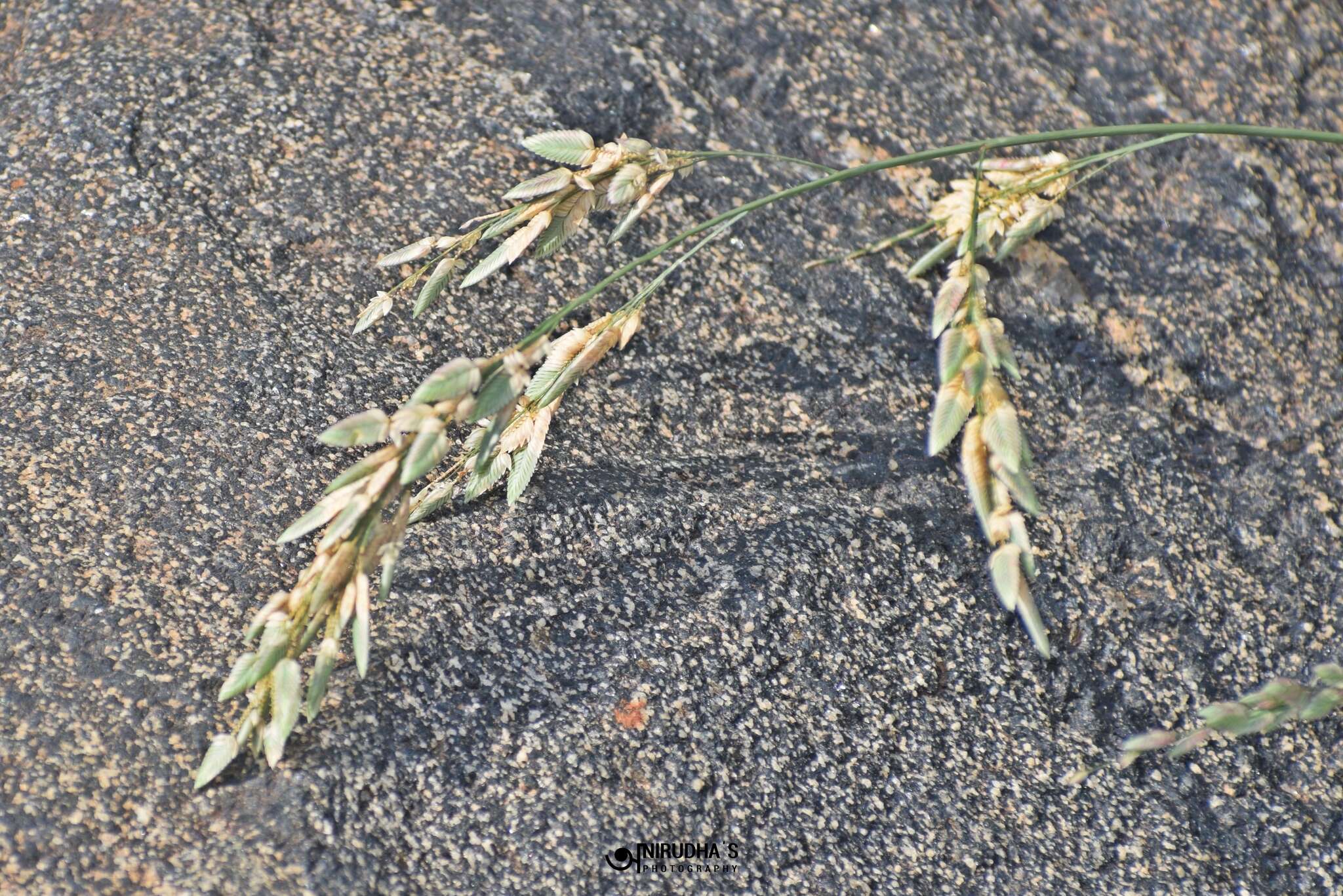 صورة Eragrostis unioloides (Retz.) Nees ex Steud.