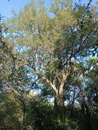 Image of Cordia americana (L.) Gottschling & J. S. Mill.