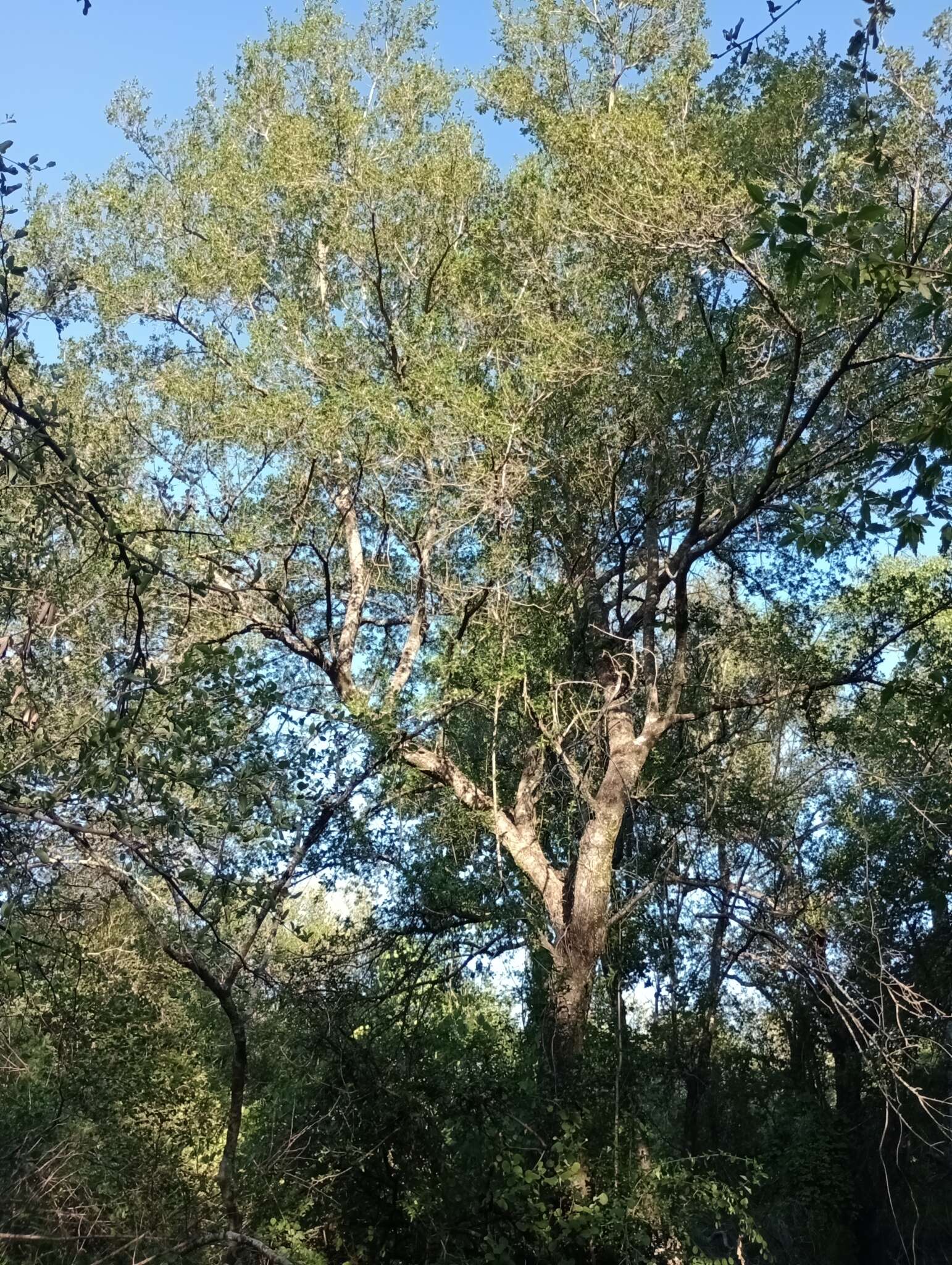 Слика од Cordia americana (L.) Gottschling & J. S. Mill.