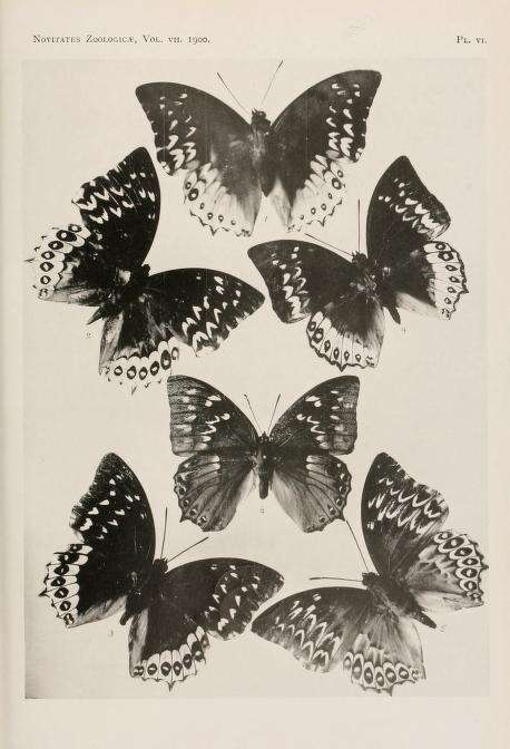 Image of Charaxes