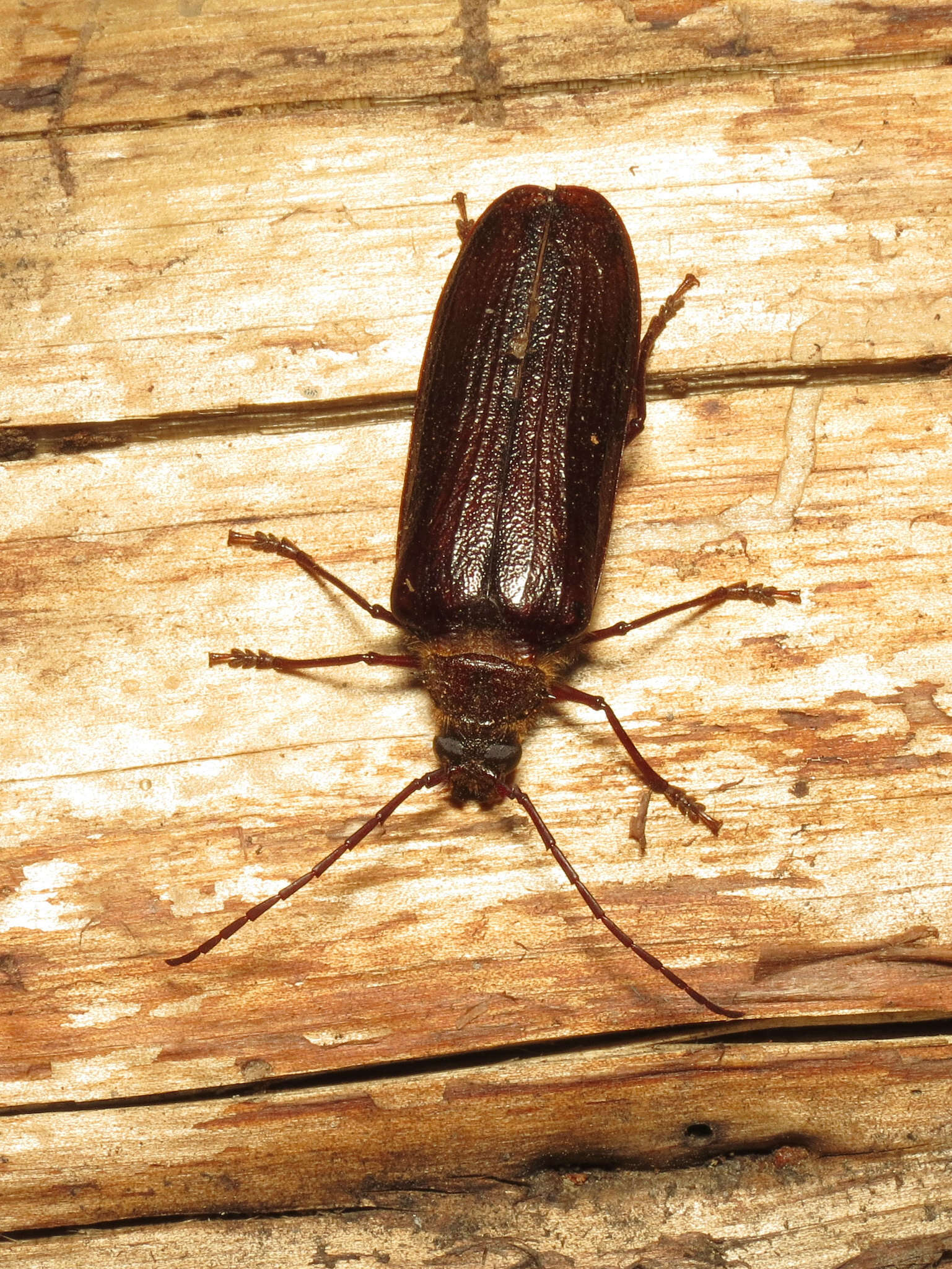 Image of Tragosoma harrisii Le Conte 1851