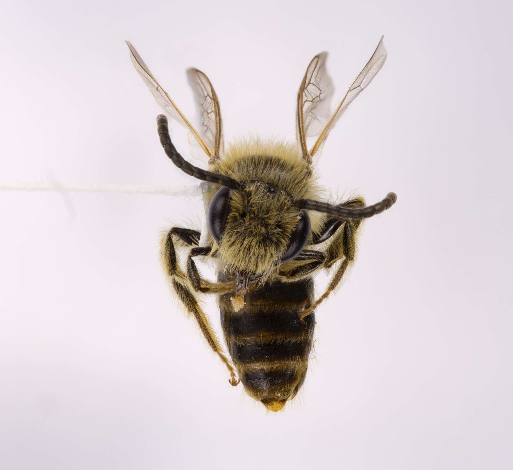 Sivun Andrena imitatrix Cresson 1872 kuva