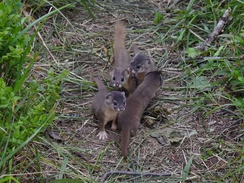 Image of Mountain Weasel