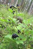 Image of Baneberry