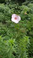 Image of halberdleaf rosemallow