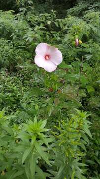 Image of halberdleaf rosemallow