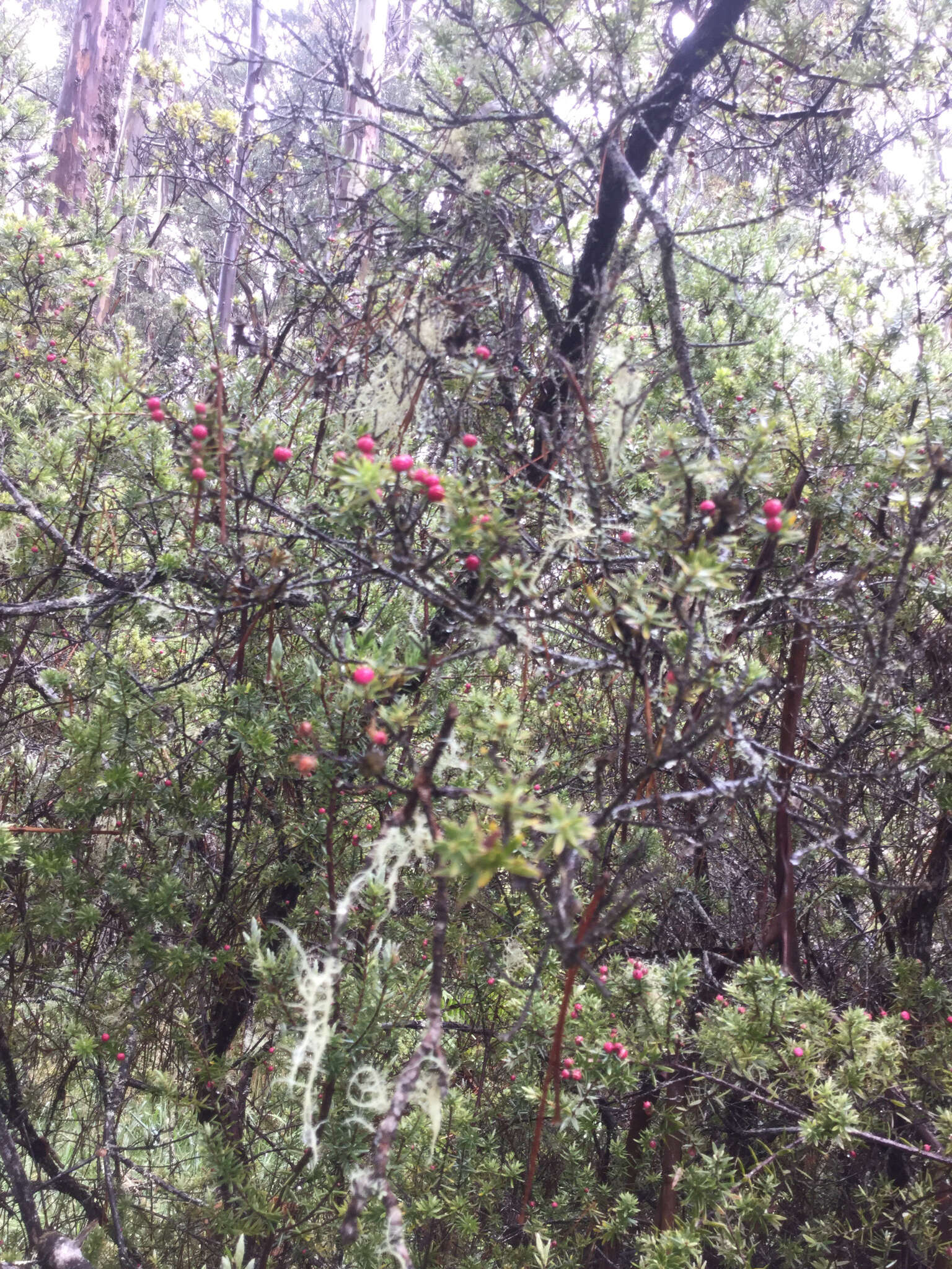 Image of 'ohi'a lehua