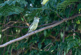 Image of Jamaican Vireo