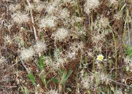 Image of grassland silverpuffs