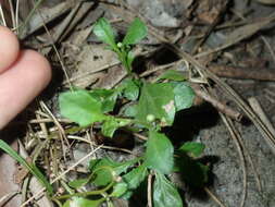 Image of Sphaeromorphaea australis (Less.) Kitam.