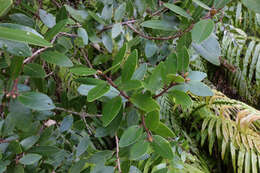 Image of northern rata